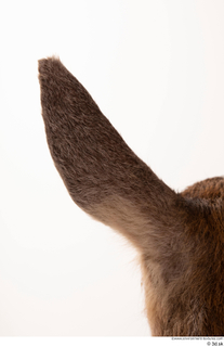 Deer doe ear 0011.jpg